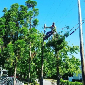 Business queued-photos - PDM Tree Service