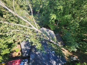 Business queued-photos - PDM Tree Service