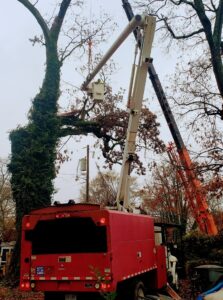 Business queued-photos - PDM Tree Service