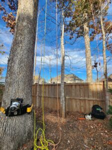 Business queued-photos - PDM Tree Service