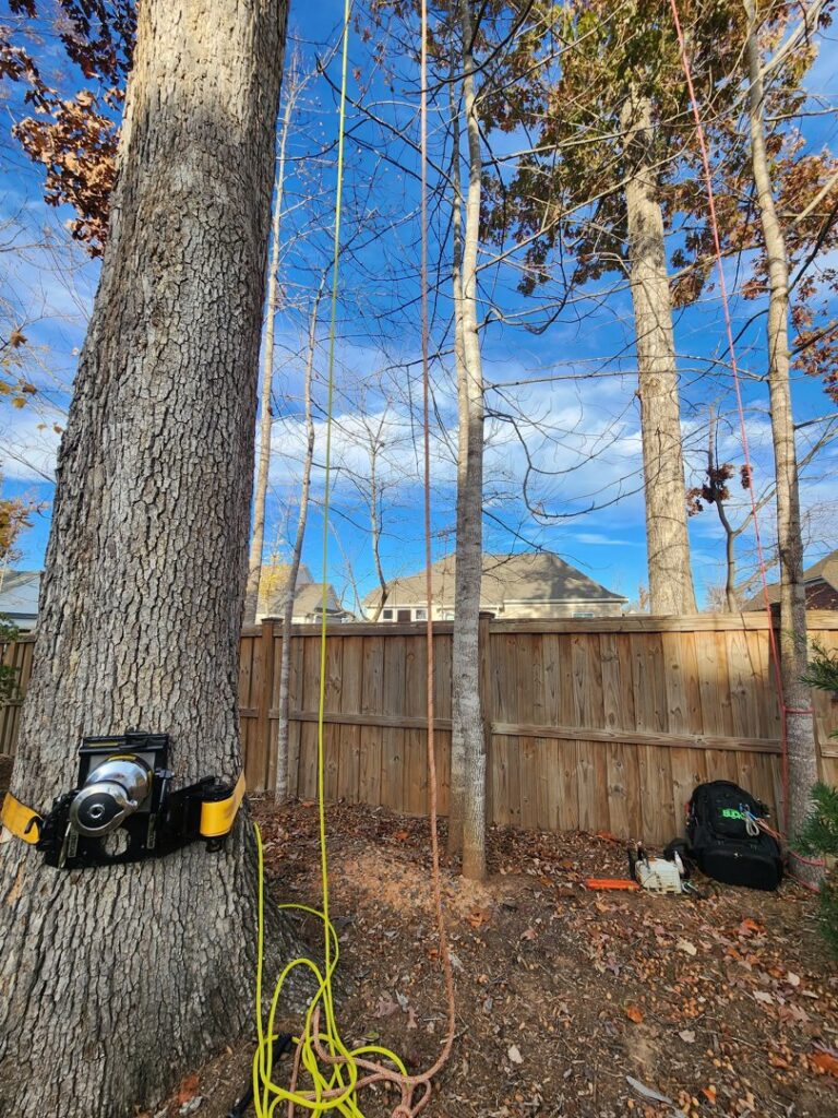 Business queued-photos - PDM Tree Service