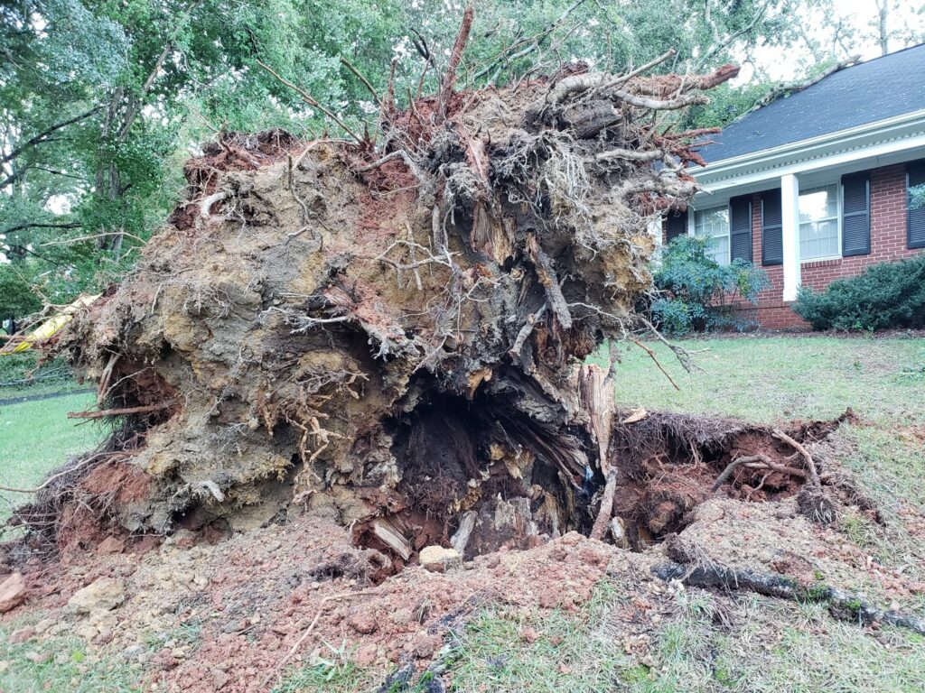 Business queued-photos - PDM Tree Service