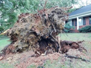 Business queued-photos - PDM Tree Service