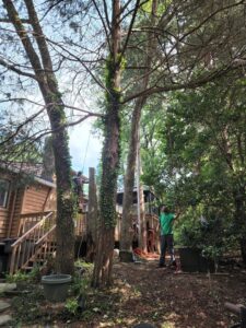 Business queued-photos - PDM Tree Service