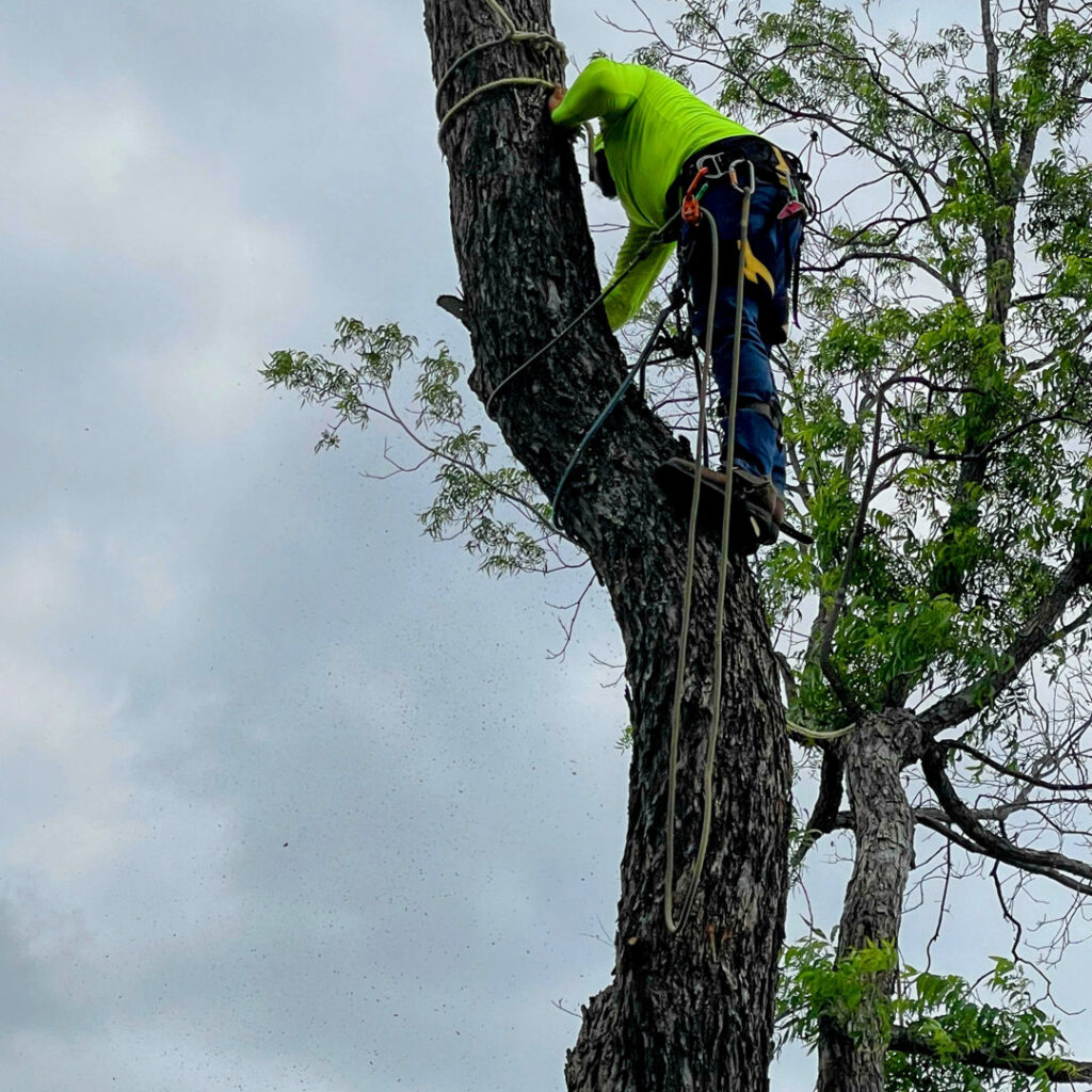 Business queued-photos - Ramirez Tree Service