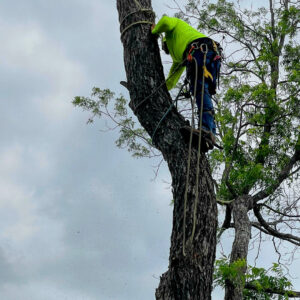 Business queued-photos - Ramirez Tree Service