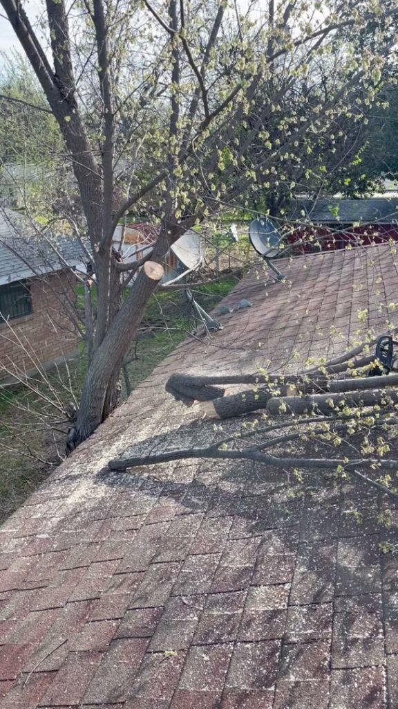 Business queued-photos - Ramirez Tree Service