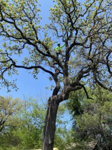Business queued-photos - Ramirez Tree Service
