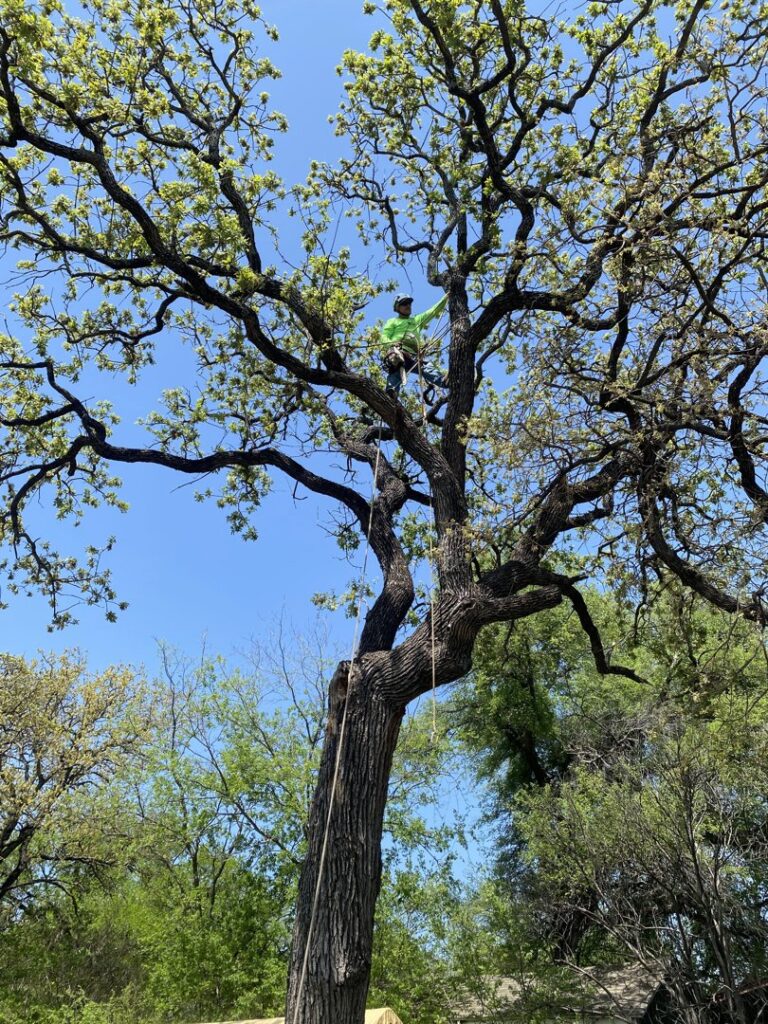 Business queued-photos - Ramirez Tree Service