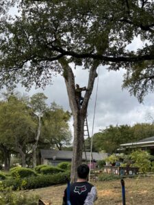 Business queued-photos - Ramirez Tree Service