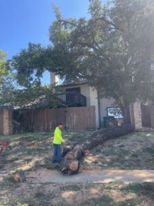 Business queued-photos - Ramirez Tree Service