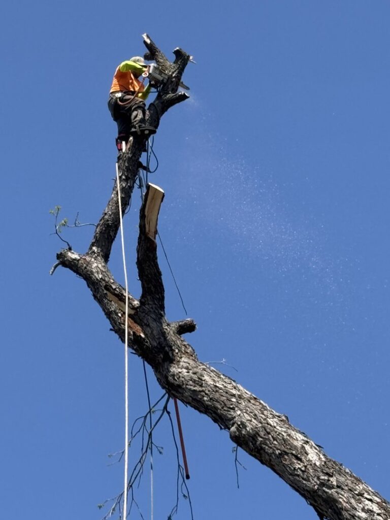 Business queued-photos - Ramirez Tree Service