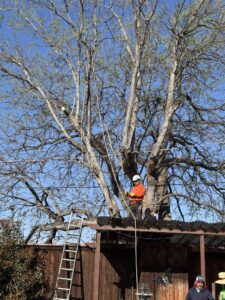 Business queued-photos - Ramirez Tree Service