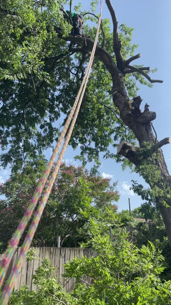 Business queued-photos - Ramirez Tree Service