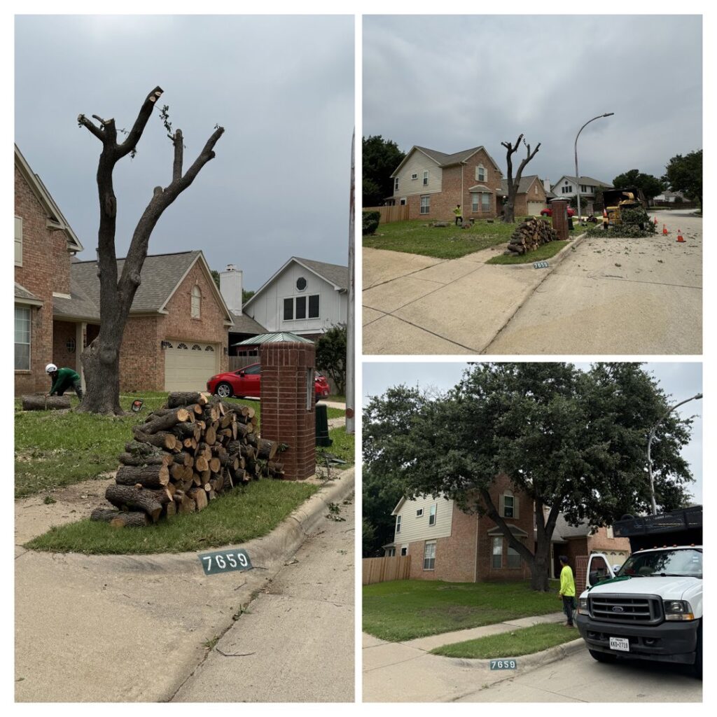 Business queued-photos - Ramirez Tree Service