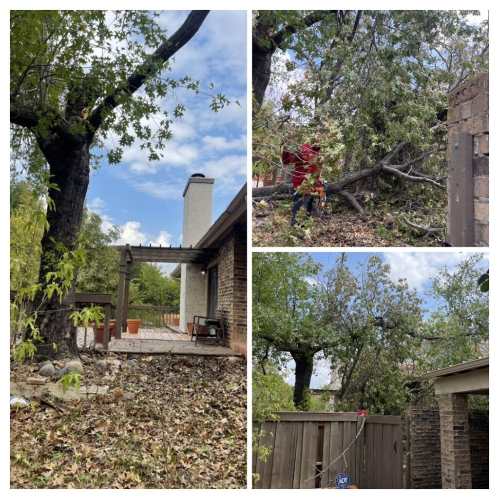 Business queued-photos - Ramirez Tree Service
