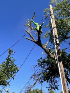 Business queued-photos - Ramirez Tree Service