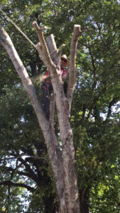 Business queued-photos - Ramirez Tree Service