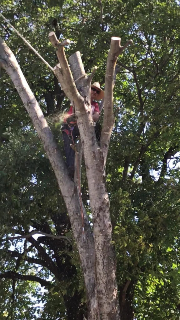Business queued-photos - Ramirez Tree Service