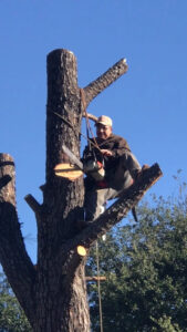 Business queued-photos - Ramirez Tree Service