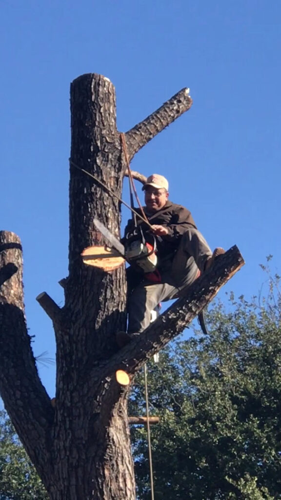 Business queued-photos - Ramirez Tree Service