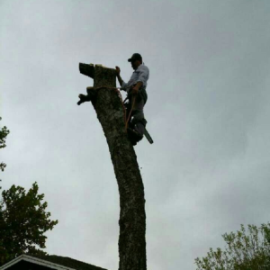 Business queued-photos - JP’S Tree Service