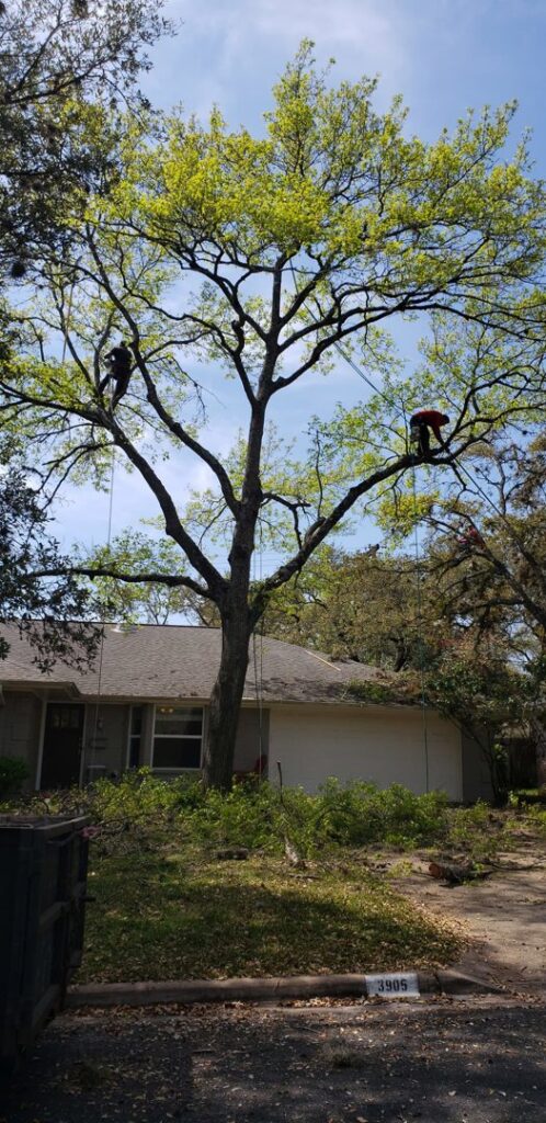 Business queued-photos - JP’S Tree Service