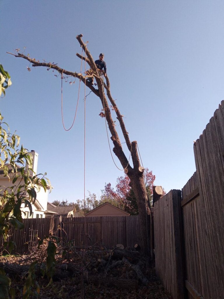 Business queued-photos - JP’S Tree Service