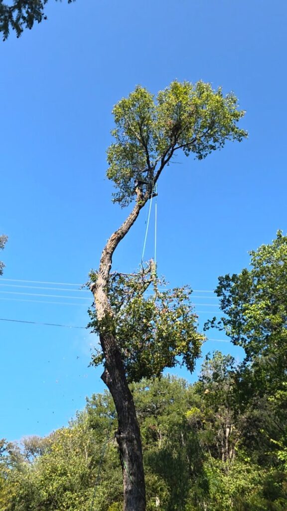Business queued-photos - JP’S Tree Service