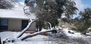 Business queued-photos - JP’S Tree Service