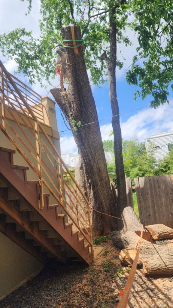 Business queued-photos - JP’S Tree Service