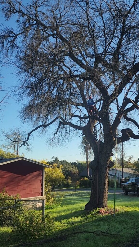 Business queued-photos - JP’S Tree Service