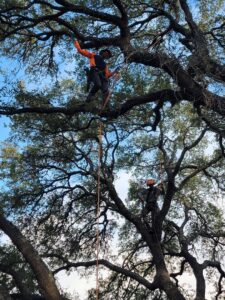Business queued-photos - The Tree Amigos