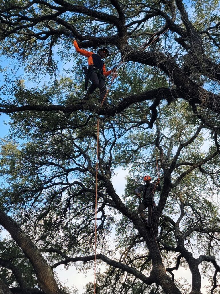 Business queued-photos - The Tree Amigos