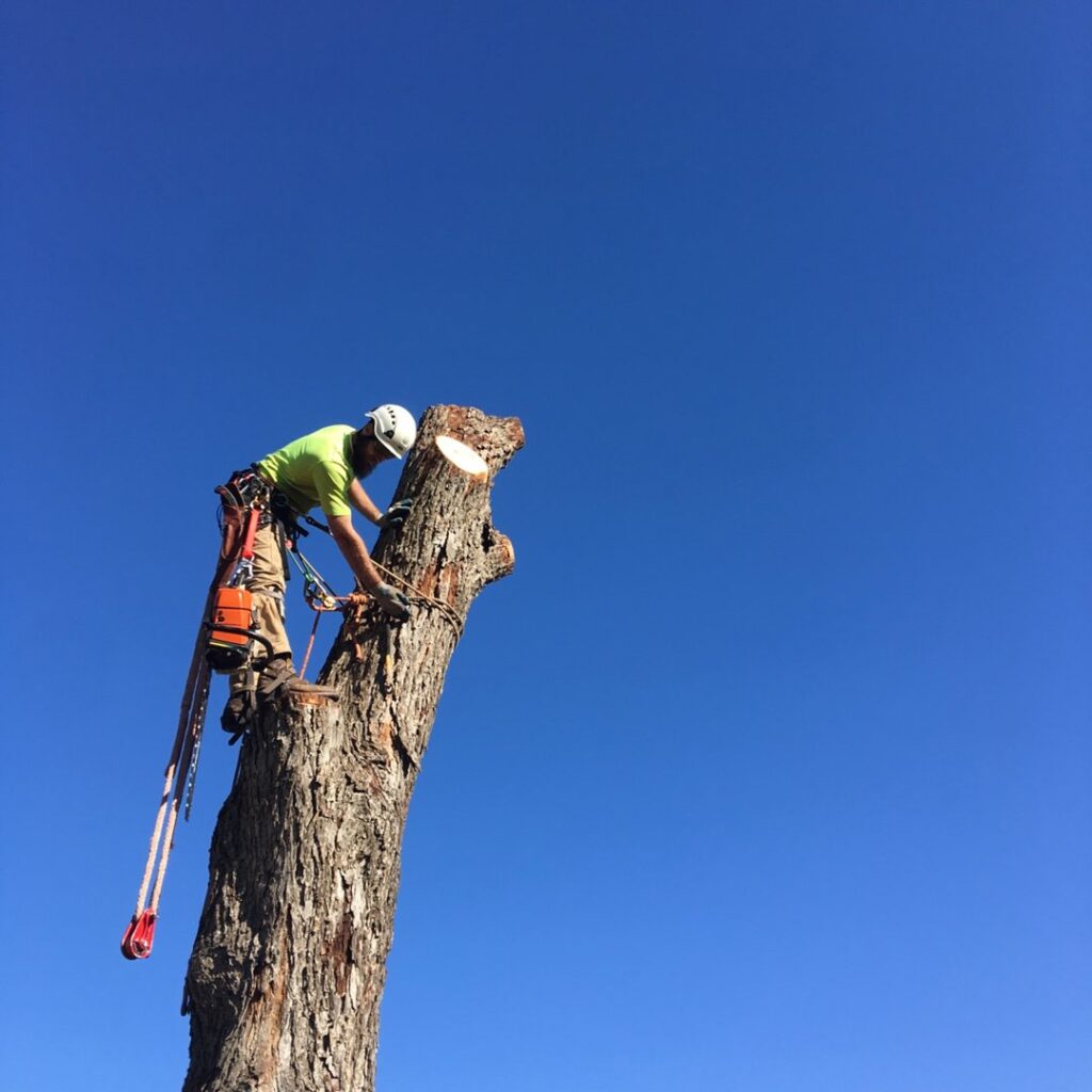 Business queued-photos - The Tree Amigos