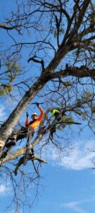 Business queued-photos - The Tree Amigos