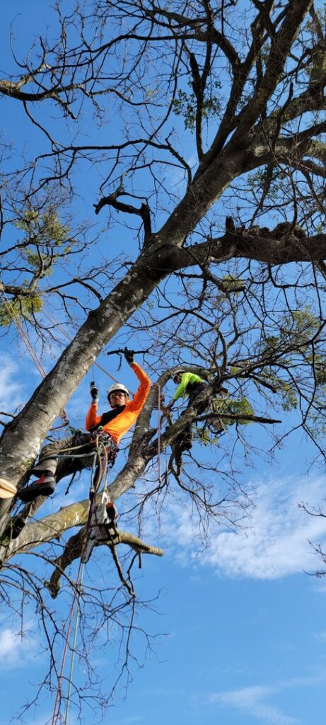 Business queued-photos - The Tree Amigos