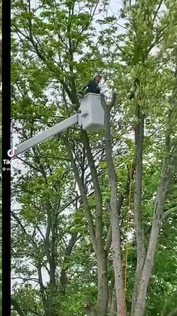 Business queued-photos - G2G Tree Service LLC