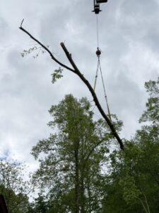 Business queued-photos - G2G Tree Service LLC