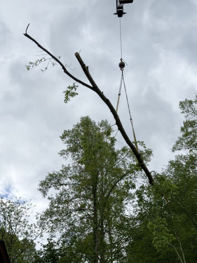 Business queued-photos - G2G Tree Service LLC