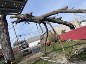 Business queued-photos - G2G Tree Service LLC