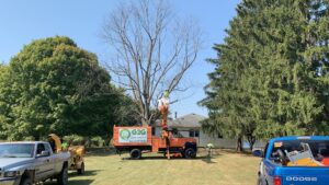 Business queued-photos - G2G Tree Service LLC