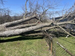 Business queued-photos - G2G Tree Service LLC