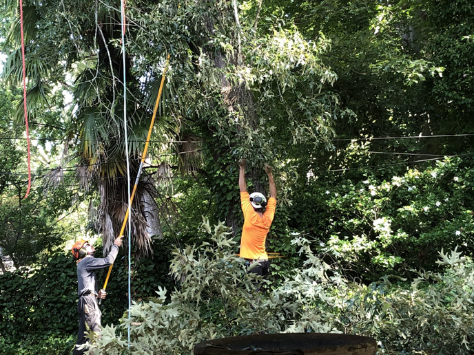 Business queued-photos - Heartwood Tree Care, LLC