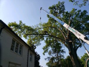 Business queued-photos - Heartwood Tree Care, LLC