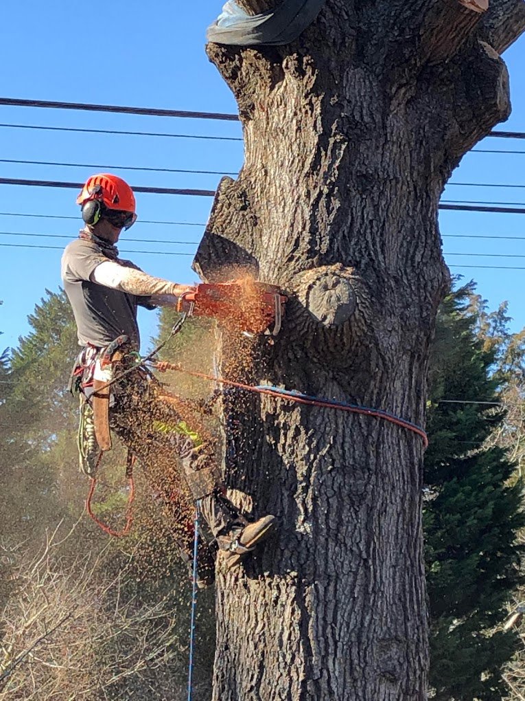 Business queued-photos - Heartwood Tree Care, LLC