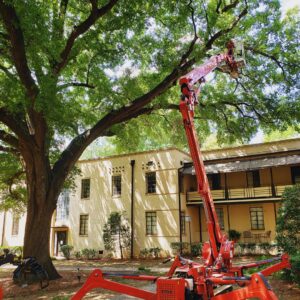 Business queued-photos - Heartwood Tree Care, LLC