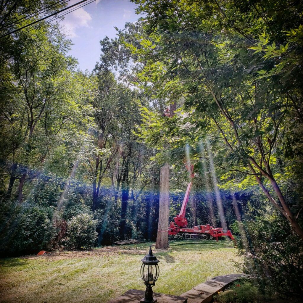 Business queued-photos - Heartwood Tree Care, LLC