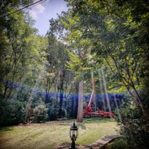 Business queued-photos - Heartwood Tree Care, LLC