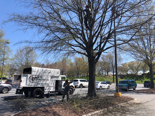 Business queued-photos - Heartwood Tree Care, LLC